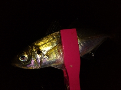 台風一過アジング