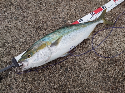 ２週連続メジロ！