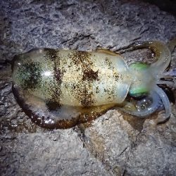 夕方からエギング