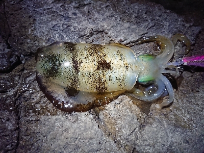 夕方からエギング