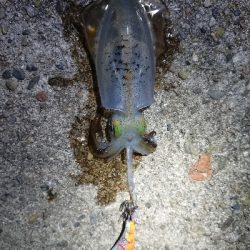 ちょこっとエギング