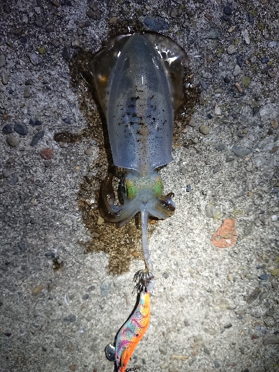 ちょこっとエギング