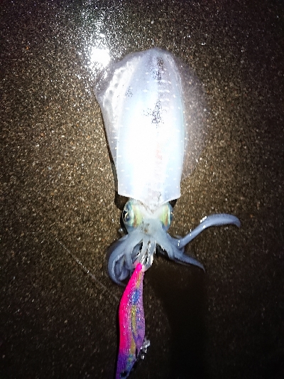 ちょこっとエギング