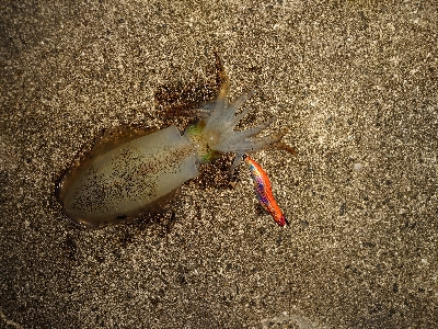 ショアジギング＆エギング