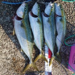 ハマチラッシュ