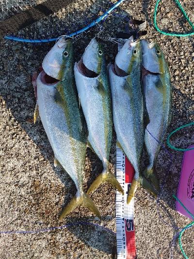 ハマチラッシュ