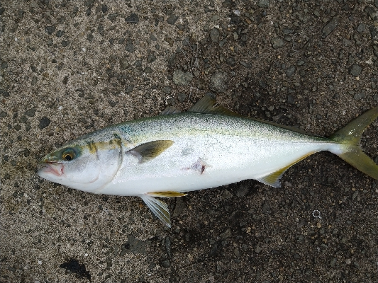 久しブリのハマチ君