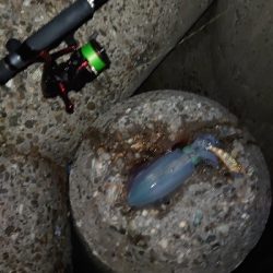 ヨーズリチャレンジ