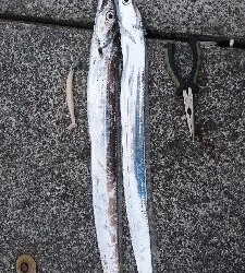 今年初のタチウオ釣果