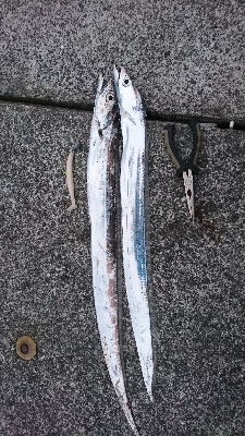 今年初のタチウオ釣果