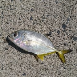 ライト五目で爆釣