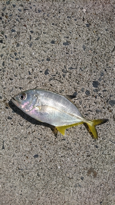 ライト五目で爆釣