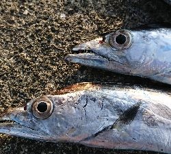 休みはタチウオ