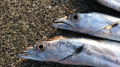 休みはタチウオ