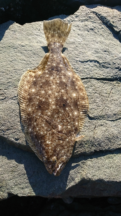 初秋のショアジギング