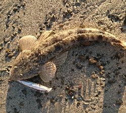 サーフでいろいろ釣れた