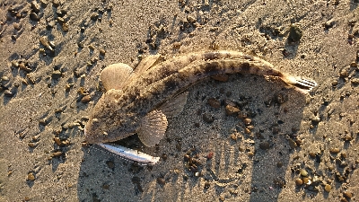 サーフでいろいろ釣れた