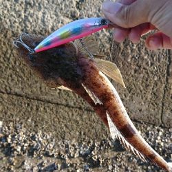 ショアジギング釣果