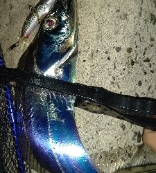 やっと今年初物が釣れました！！