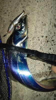 やっと今年初物が釣れました！！