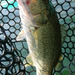 ウィードのアウトサイド