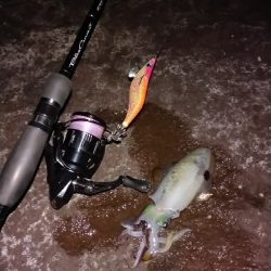 秋イカエギング