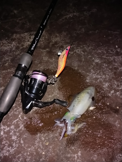 秋イカエギング