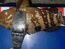 アジングでキジハタと本命♪