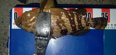 アジングでキジハタと本命♪