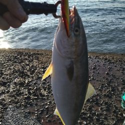 ショアでハマチ2本!