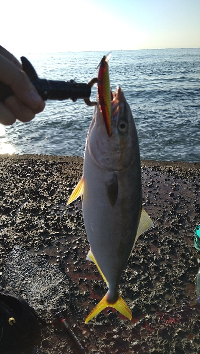 ショアでハマチ２本！