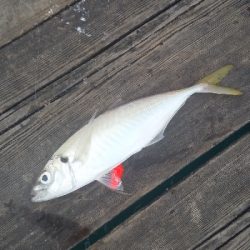 大荒アジ釣り