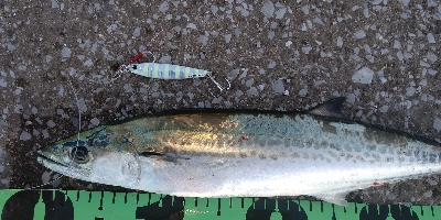 ナブラ打ちでサゴシ