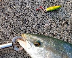 ヤズ(ブリの幼魚)が釣れた!