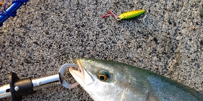 ヤズ(ブリの幼魚)が釣れた！