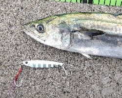 気温低下の中での釣果