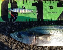 朝マズメと真っ昼間で合わせて3本