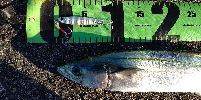 朝マズメと真っ昼間で合わせて3本