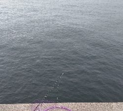 初のメジロ連発