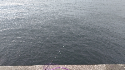 初のメジロ連発