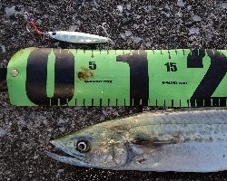 まだまだ居ます！