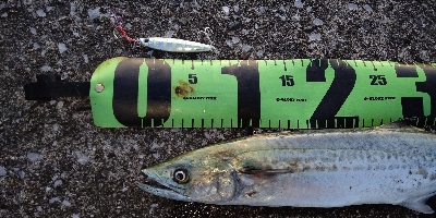 まだまだ居ます！