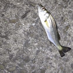 ゲキサムの中、初の真夜中釣行