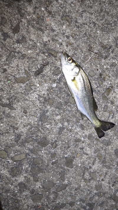 ゲキサムの中、初の真夜中釣行