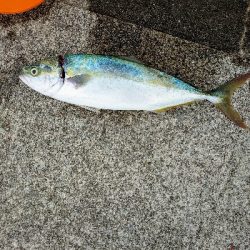 久しぶりの青物