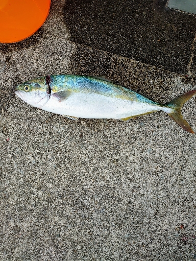 久しぶりの青物