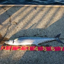 歯はサワラないで