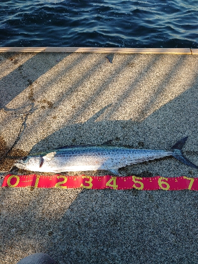 歯はサワラないで