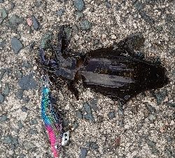 サイトエギング