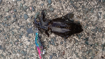 サイトエギング